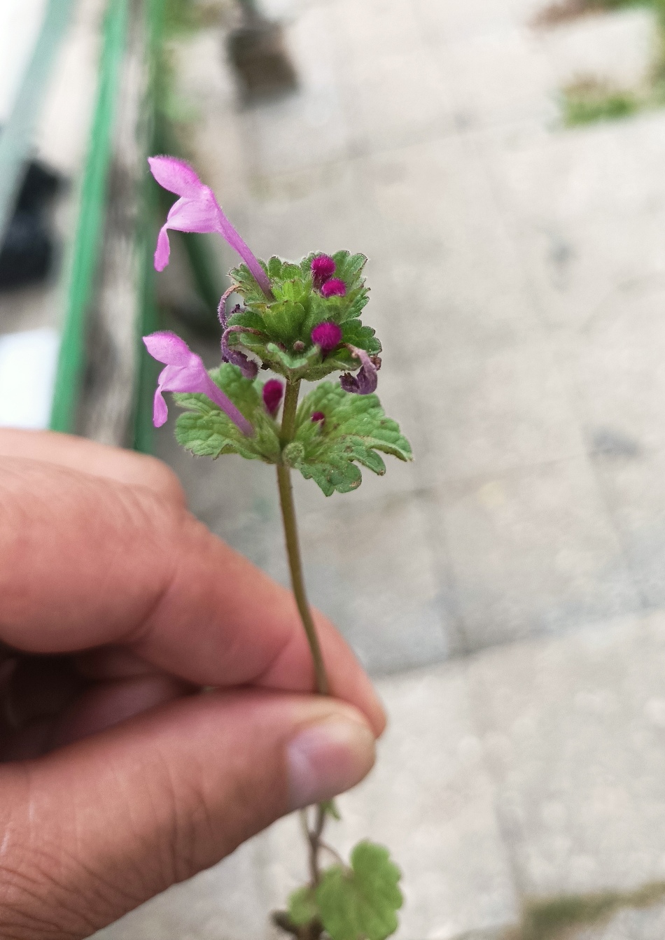 Image of Lamium amplexicaule specimen.