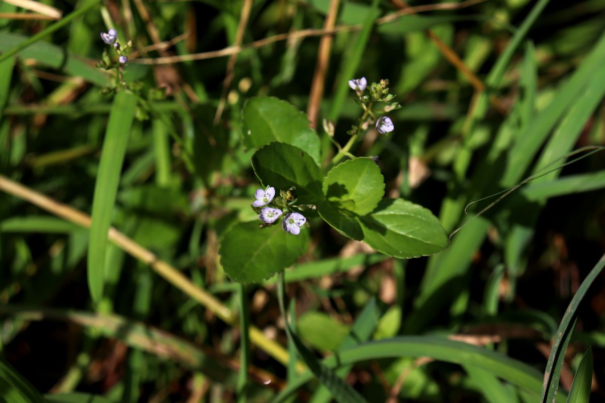 Image of Veronica beccabunga specimen.