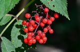 Sambucus racemosa. Соплодие. Московская обл., Пушкинский гор. округ, северо-восточное побережье Учинского водохранилища, опушка смешанного леса. 27.07.2024.