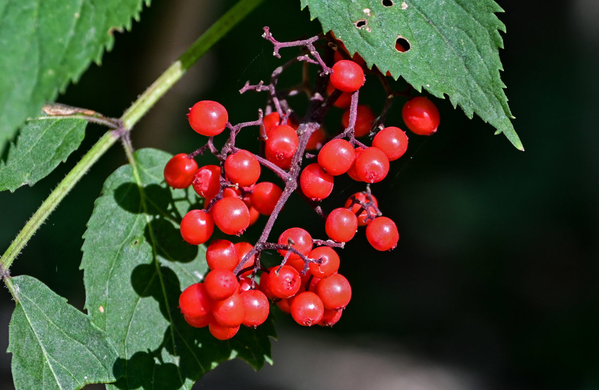 Image of Sambucus racemosa specimen.