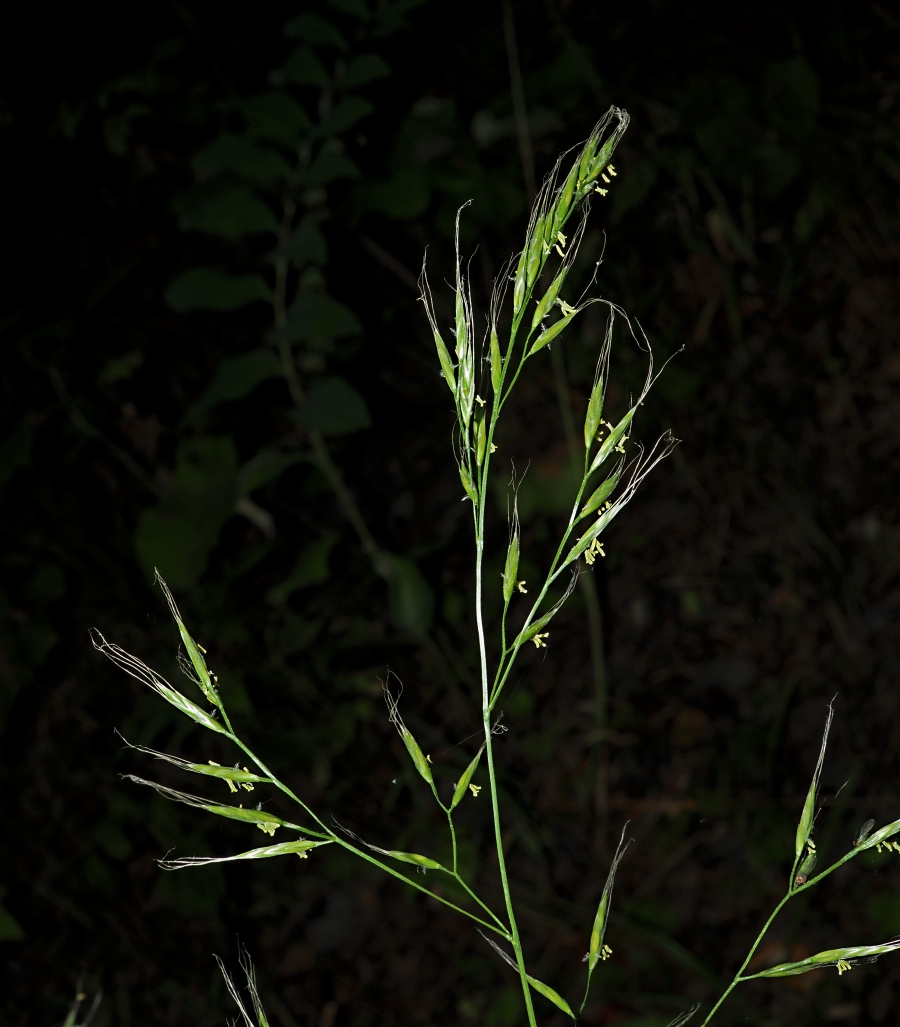 Изображение особи Festuca gigantea.