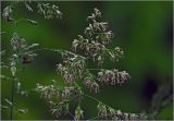 Poa angustifolia