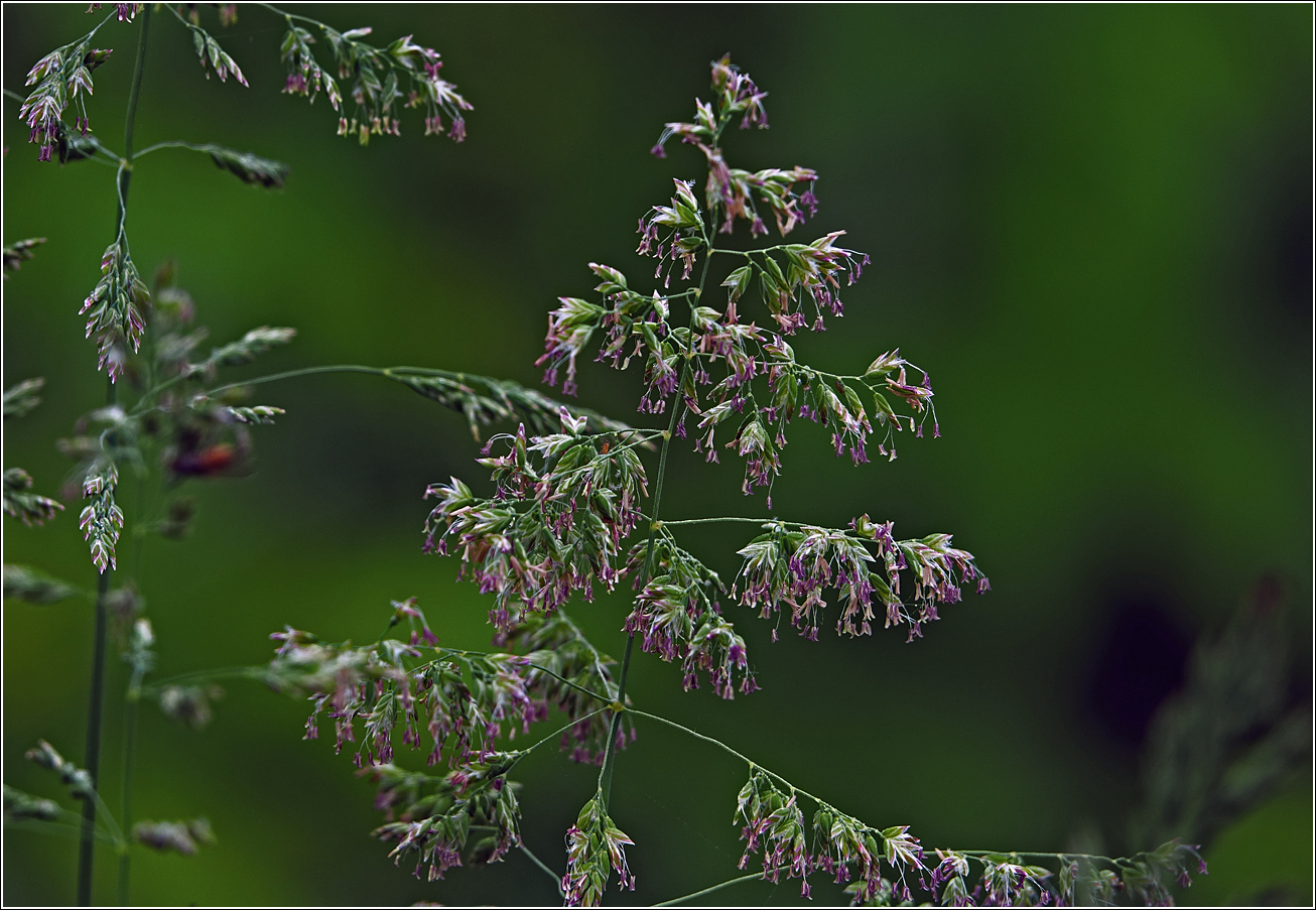 Image of Poa angustifolia specimen.