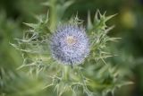 Cirsium pugnax. Развивающееся соцветие и верхушки присоцветных листьев. Карачаево-Черкесия, Урупский р-н, верховья притока р. Ацгара, субальпийский луг. 09.08.2024.