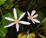 Colchicum autumnale. Цветущие растения. Ленинградская обл., Волосовский р-н, памятник природы \"Истоки реки Оредеж в ур. Донцо\", луг на известняке. 15 сентября 2024 г.