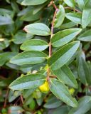 genus Hypericum. Верхушка побега. Бельгия, пров. Эно, окр. Турне, г. Турне, озеленение. Август.