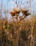 Cirsium vulgare. Верхушка досыхающей плодоносящей веточки. Самарская обл., Ставропольский р-н, сельское поселение Севрюкаево, окр. с. Мордово, берег протоки Кольцовская Воложка, луг. 6 сентября 2023 г.