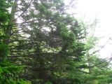 Abies sachalinensis. Крона взрослого дерева. Сахалин, окр. г. Южно-Сахалинска. Август 2010 г.