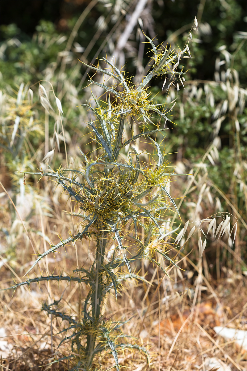 Image of Picnomon acarna specimen.