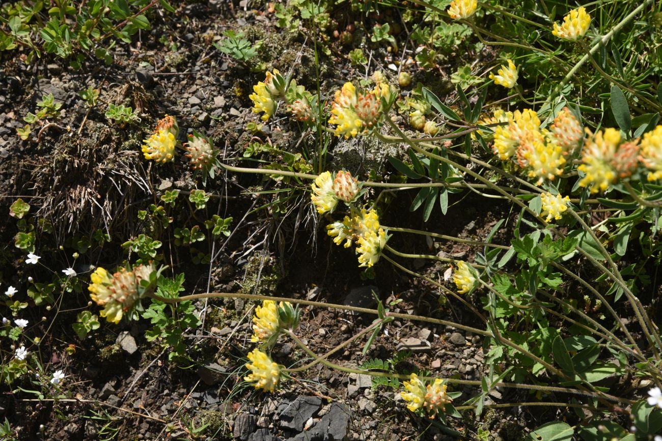 Image of genus Anthyllis specimen.