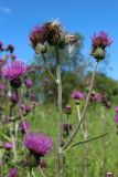 Cirsium heterophyllum