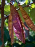 Cercis siliquastrum. Плоды. Крым, Южный Берег, городской округ Алушта, окр. с. Нижняя Кутузовка, участок нераспаханной земли среди сельхозугодий. 02.06.2024.