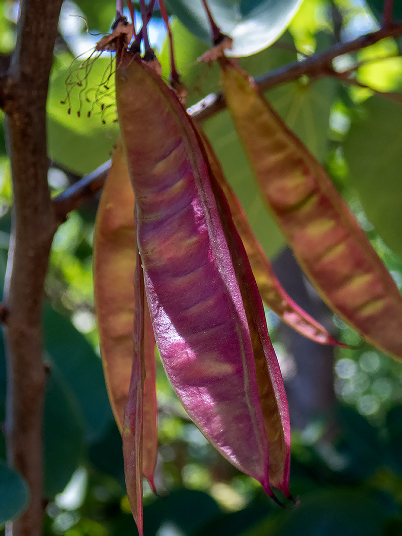 Изображение особи Cercis siliquastrum.