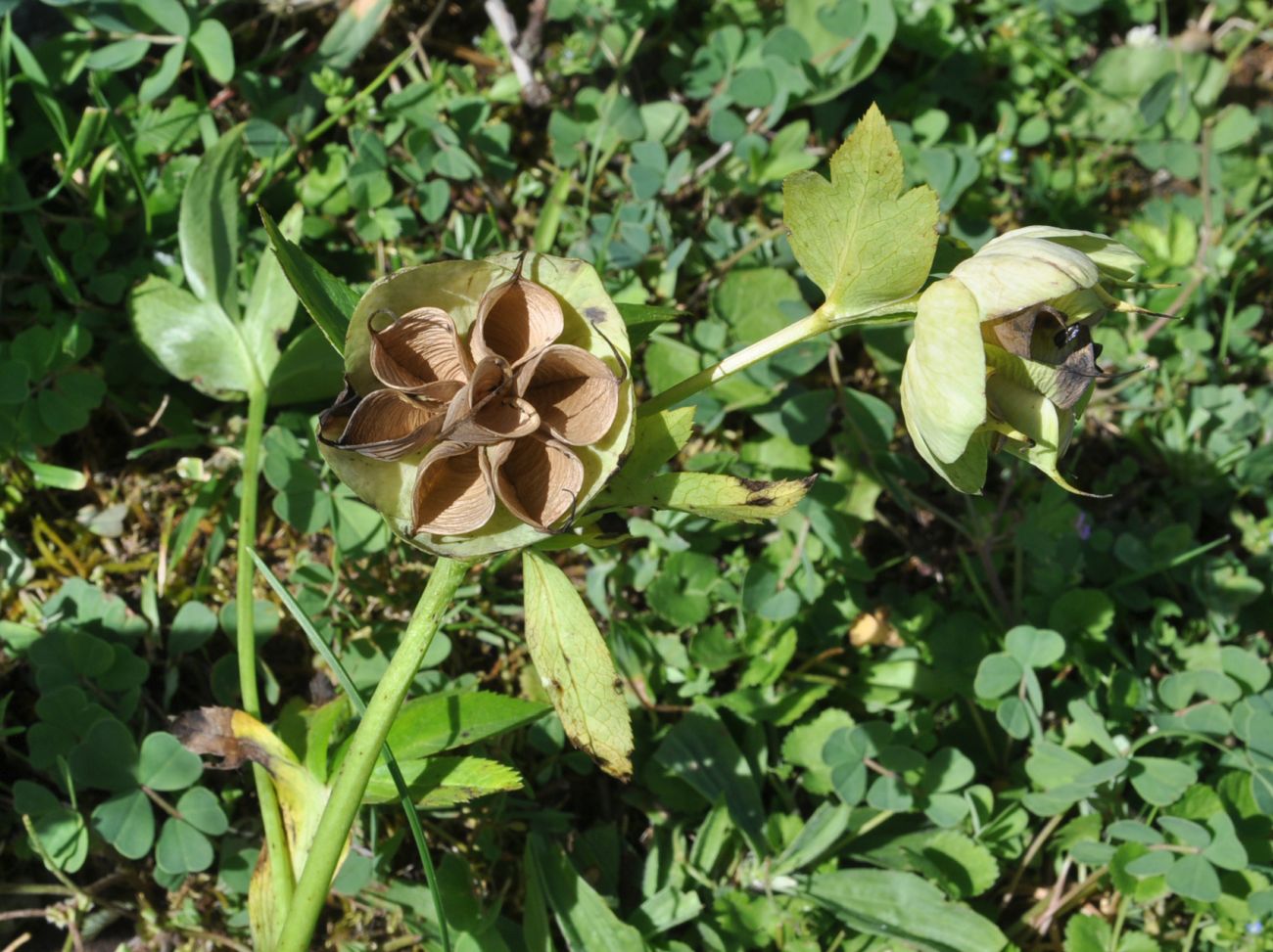 Image of genus Helleborus specimen.