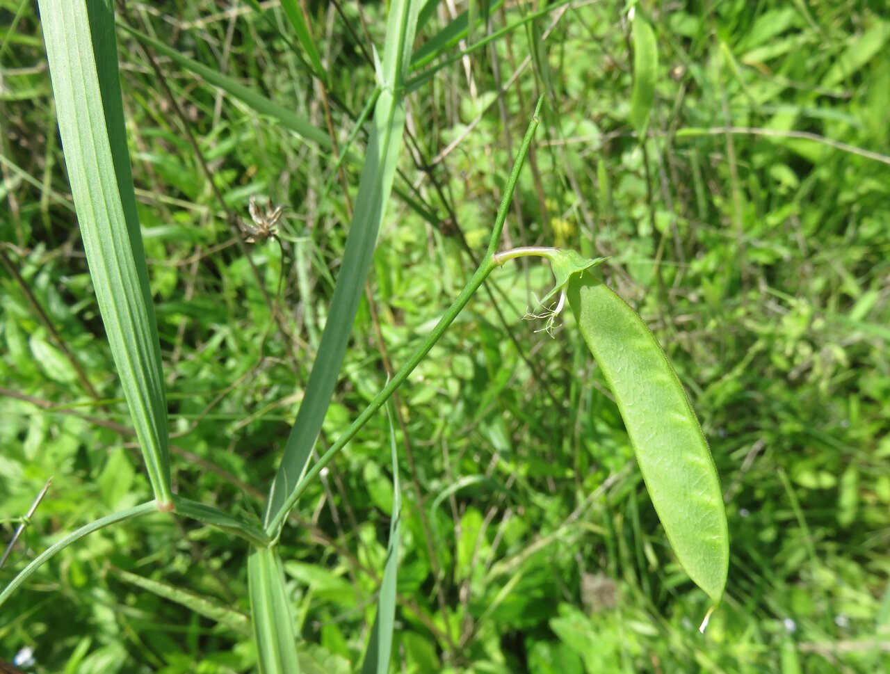 Изображение особи Lathyrus annuus.