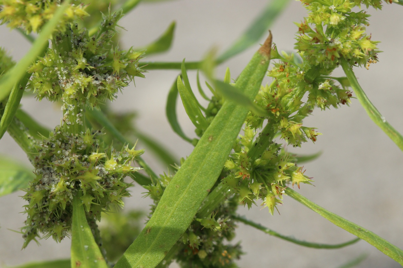 Изображение особи Rumex maritimus.