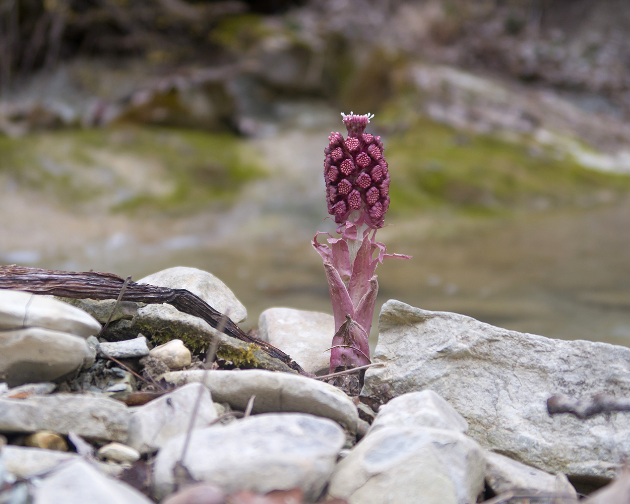 Image of Petasites hybridus specimen.
