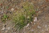 Смотреть изображение Carex ericetorum