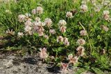 View full-size image Trifolium repens