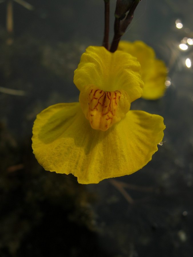 Изображение особи Utricularia &times; neglecta.