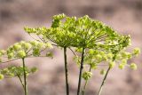 View full-size image Heracleum sibiricum