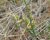 Смотреть изображение Ephedra distachya