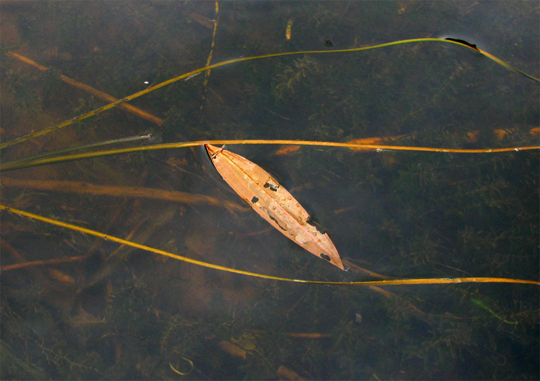 Image of Potamogeton natans specimen.