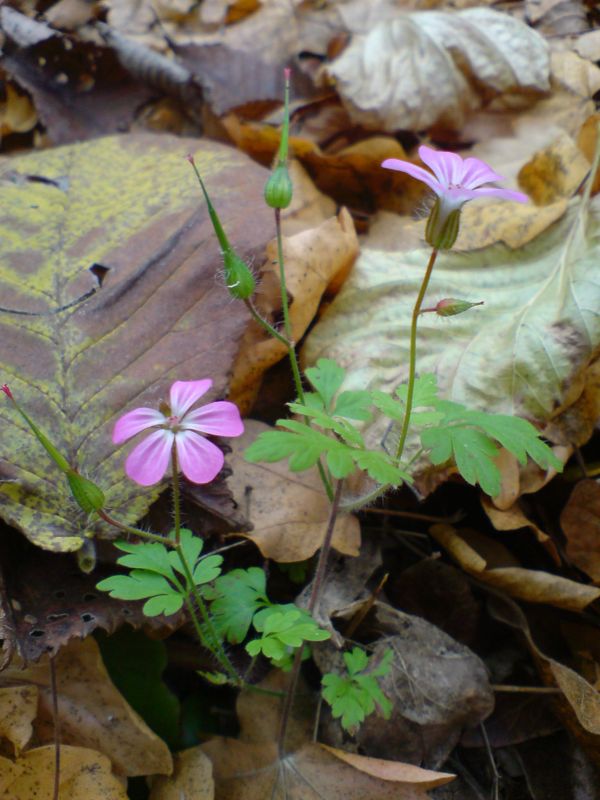 Image of Geranium robertianum specimen.