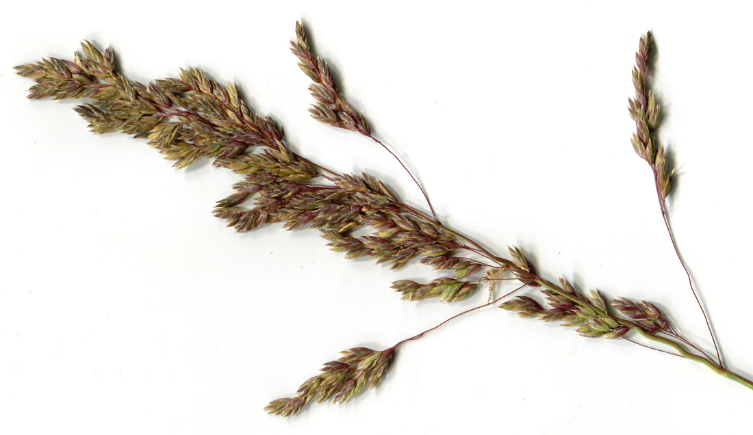 Image of Poa trivialis specimen.