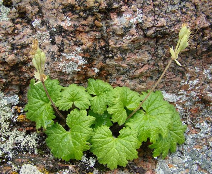 Image of Kaufmannia semenovii specimen.