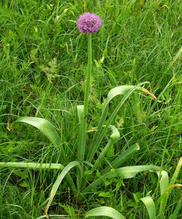 Image of Allium suworowii specimen.