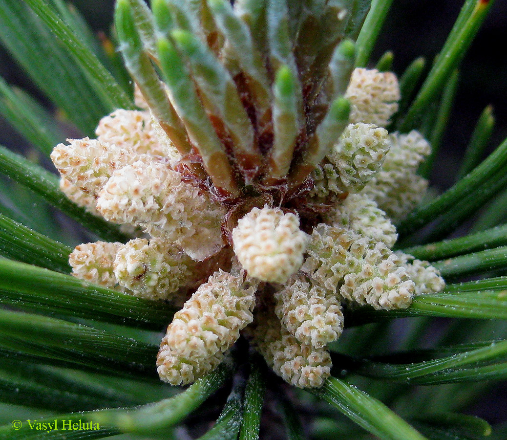 Image of Pinus mugo specimen.