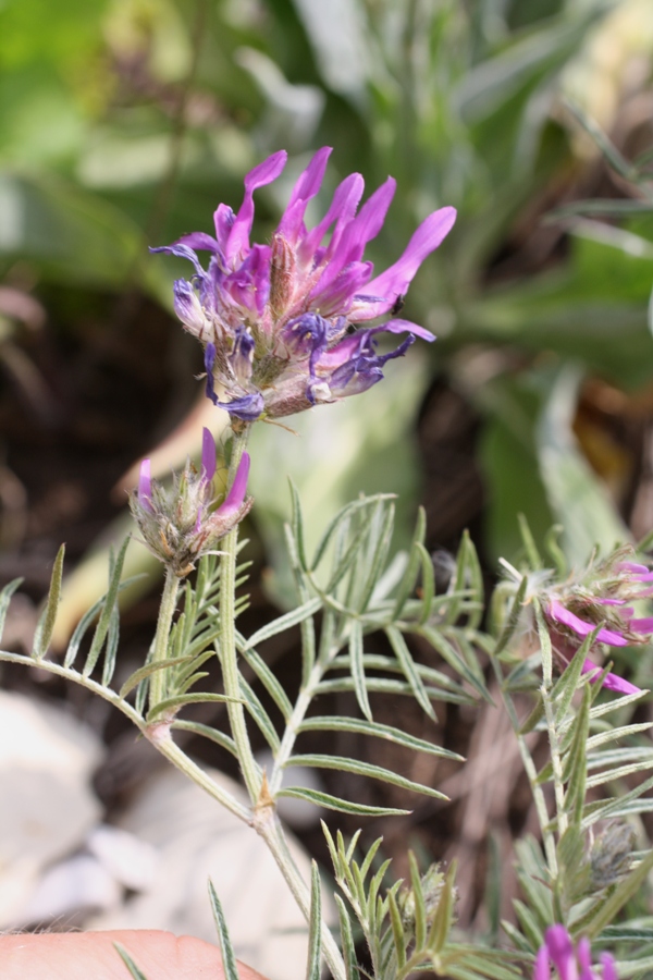 Изображение особи Astragalus circassicus.