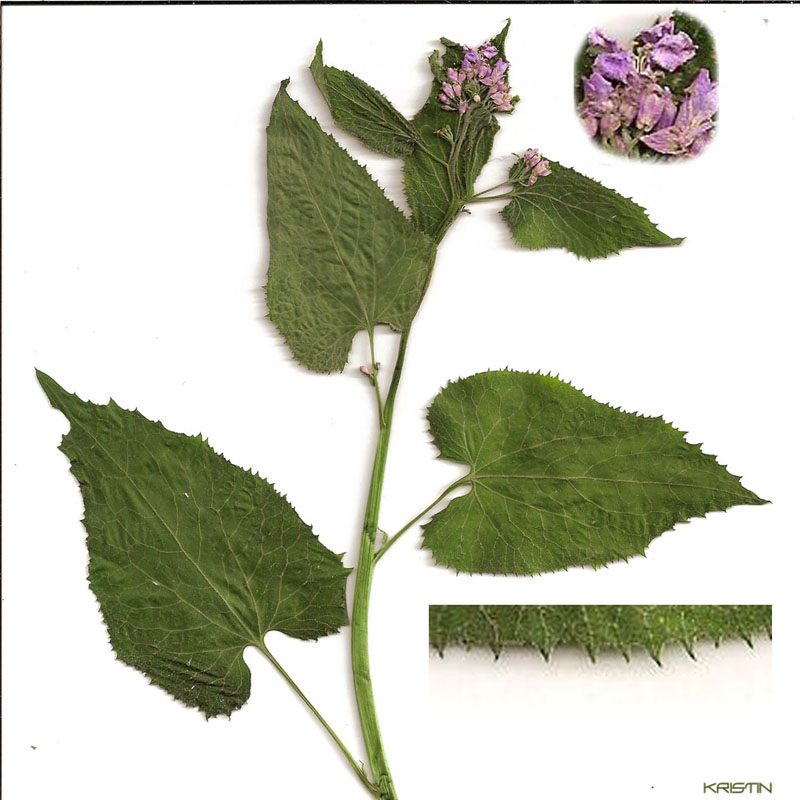 Image of Lunaria rediviva specimen.