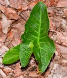 Arisarum vulgare