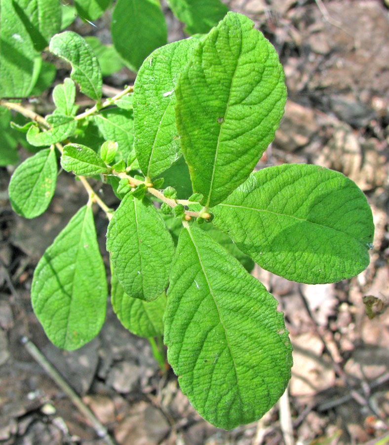 Image of Salix aurita specimen.