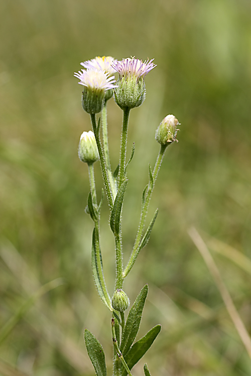 Изображение особи Erigeron pseudoseravschanicus.