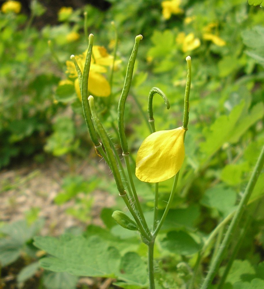 Изображение особи Chelidonium majus.