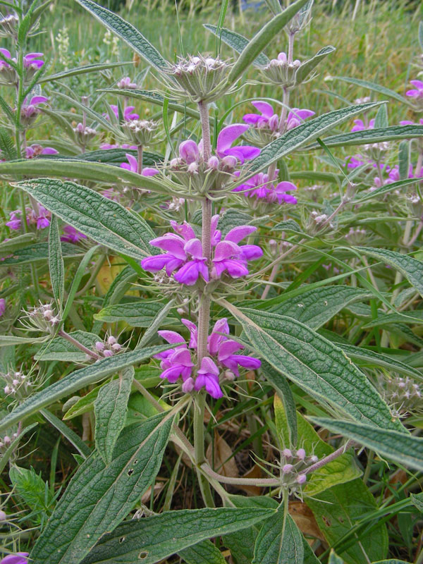 Image of Phlomis regelii specimen.