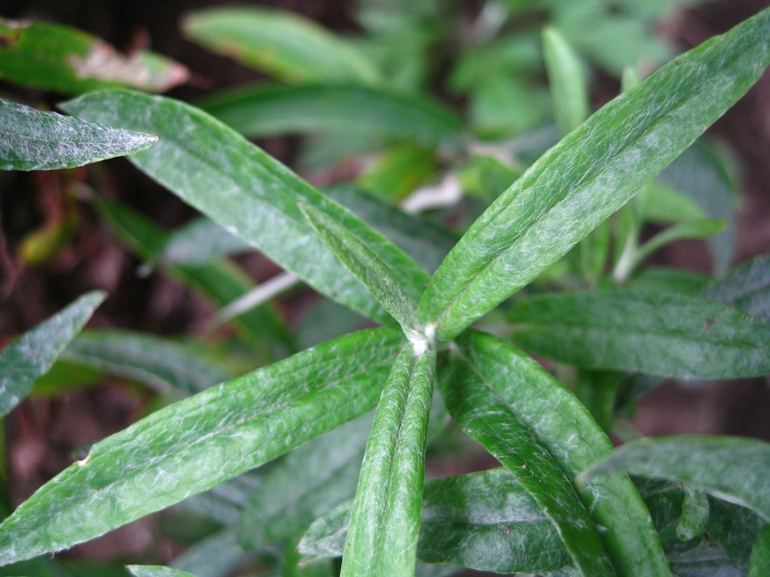 Image of Anaphalis margaritacea specimen.