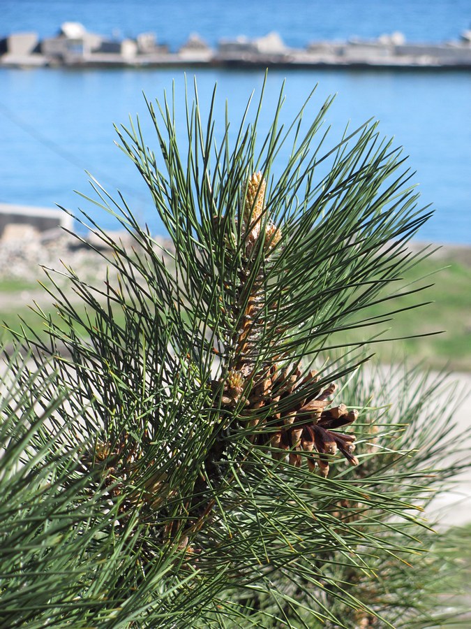 Изображение особи Pinus pallasiana.