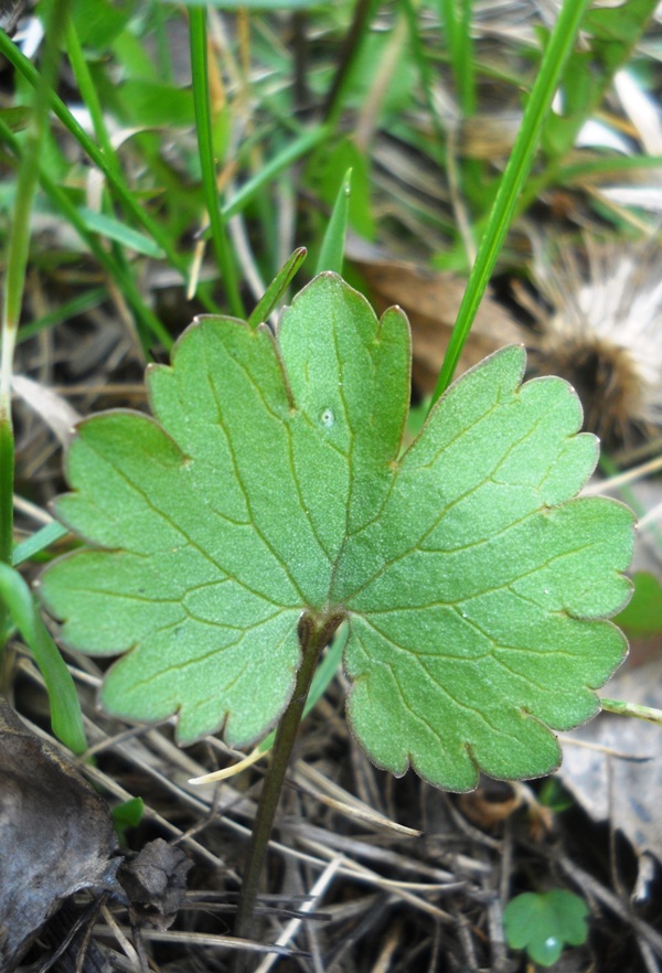 Image of Ranunculus monophyllus specimen.