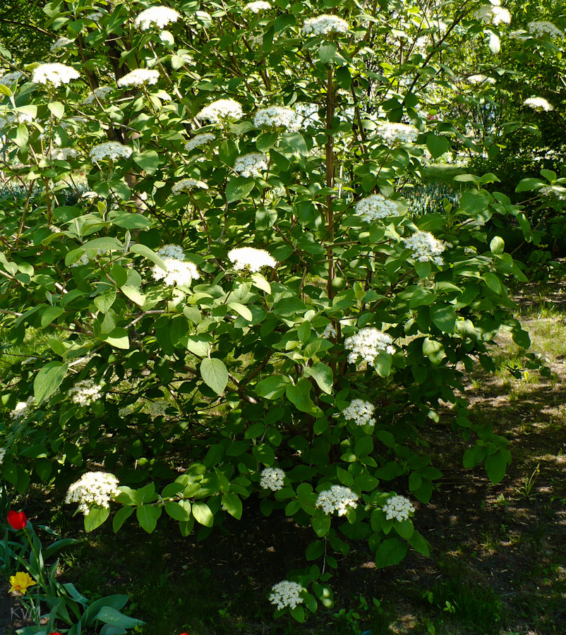 Image of Viburnum lantana specimen.