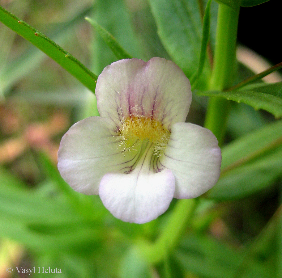 Image of Gratiola officinalis specimen.