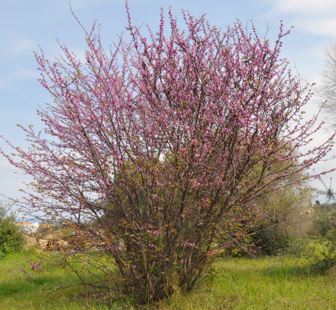 Image of Cercis siliquastrum specimen.