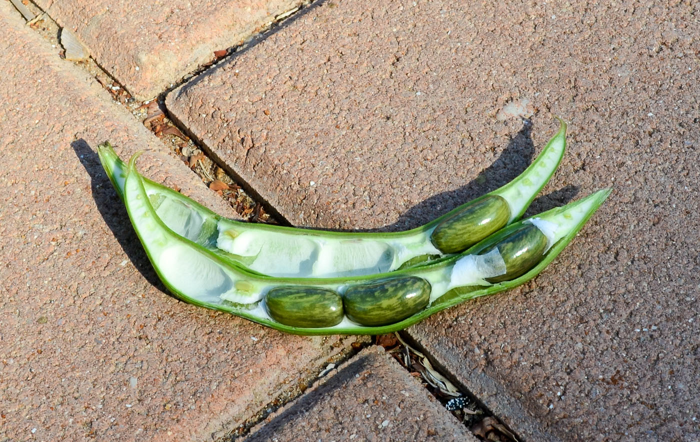 Image of Erythrina crista-galli specimen.