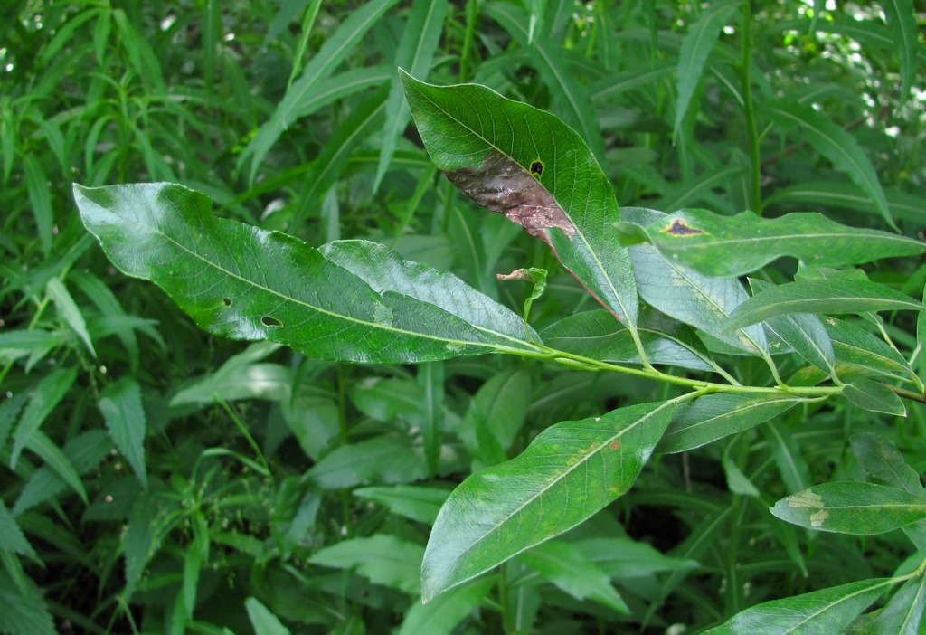 Image of Salix gmelinii specimen.