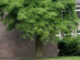 Taxodium distichum. Нижняя часть дерева. Германия, г. Кемпен, в парке. 07.07.2012.