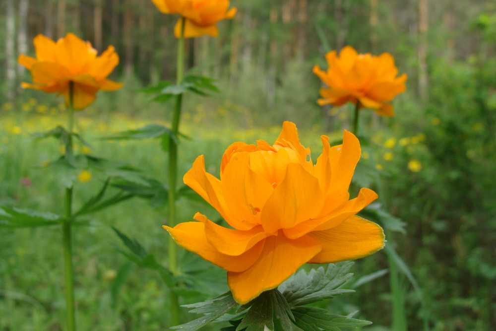 Image of Trollius asiaticus specimen.