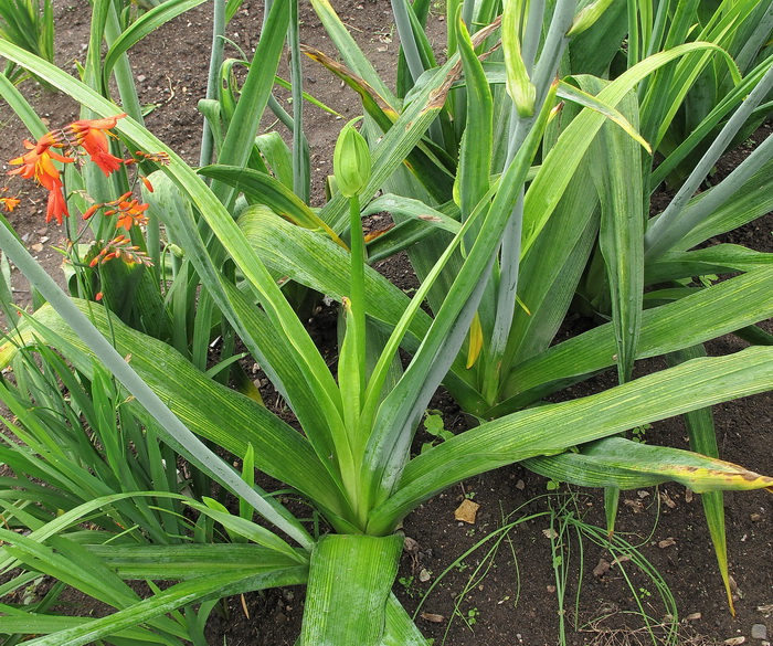 Изображение особи Galtonia candicans.